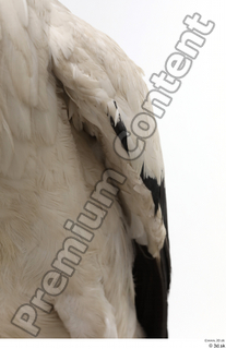 Black stork chest wing 0001.jpg